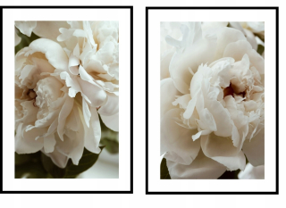 Plagát set 2 krémová peonie bez rámu 110 x 70 cm