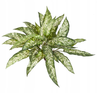 Umelý Aglaonema 50 Zelený a biely umelý list