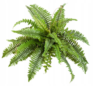 Umelý papraď Boston 60 cm papradie Ferns