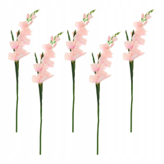 učiaci sa rastliny a kvety Svadobný kvet Gladioli
